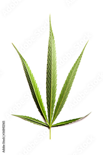 Fototapeta Naklejka Na Ścianę i Meble -  Marijuana leaves in a white background, Green cannabis leaves isolated