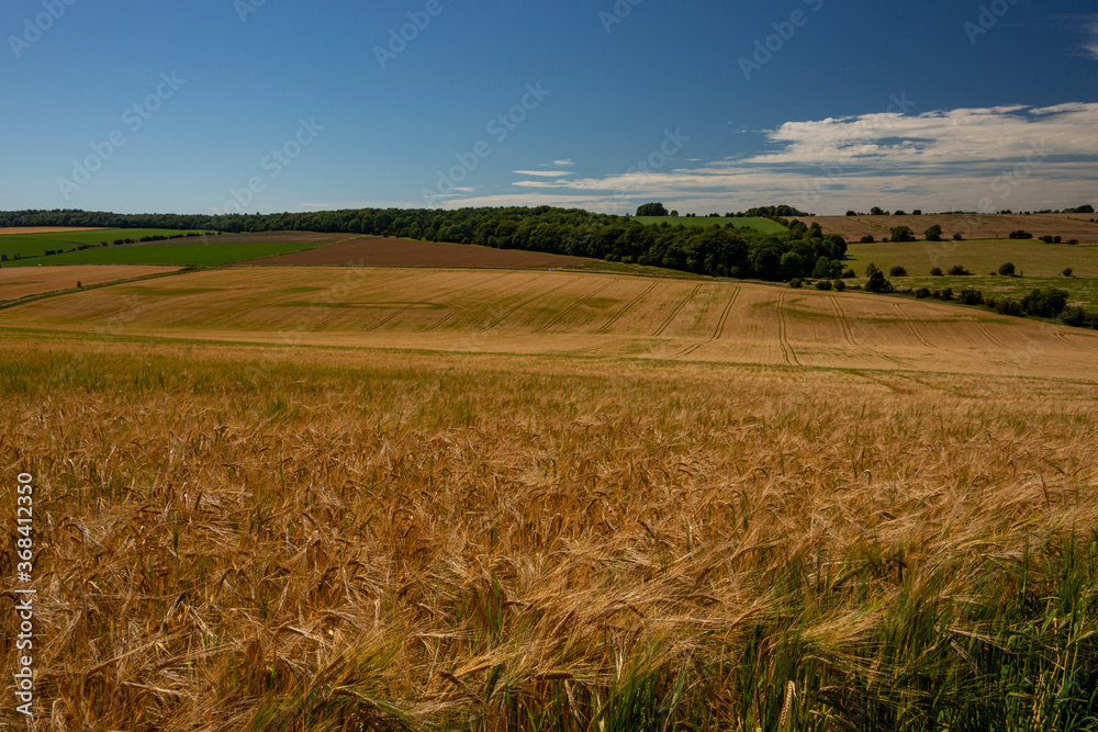 Barley fields at Snowshill, Cotswolds Gloucestershire England UK