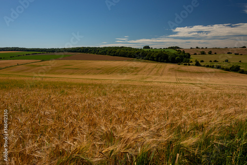 Barley fields at Snowshill  Cotswolds Gloucestershire England UK
