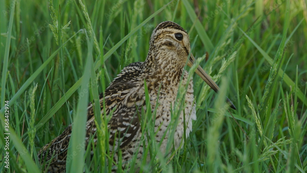 Great snipe (Gallinago media) in mating period, male dancing in the spring Great snipe (Gallinago media) in mating period, male dancing in the spring