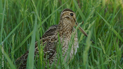 Bilde på lerret Great snipe (Gallinago media) in mating period, male dancing in the spring