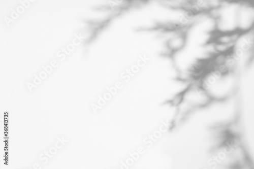 Blurred overlay effect for photo. Gray shadows of tree branches on a white wall. Abstract neutral nature concept background for design presentation. Shadows for natural light effects