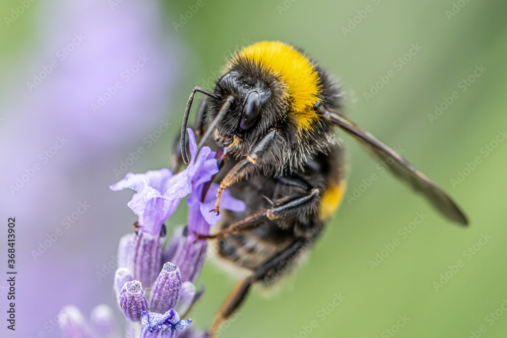 Bumblebee on a Blooming purple lavender flower and green grass in meadows or fields Blurry natural background Soft focus