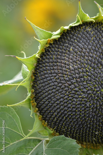 sunflower on the field