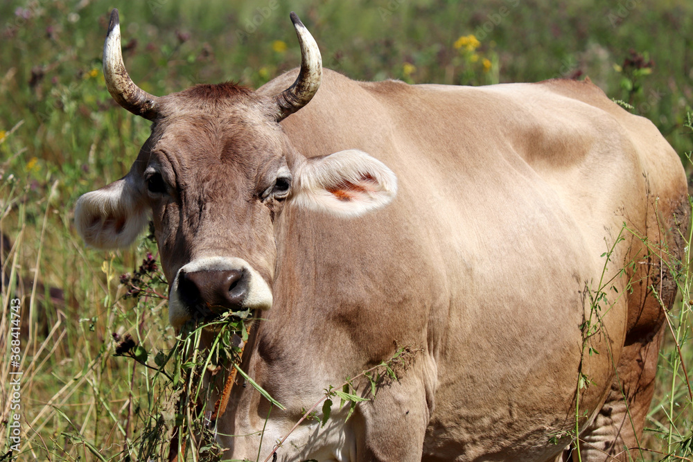 Cow grazing on a summer pasture, eating grass. Rural landscape, dairy farming Cow grazing on a summer pasture, eating grass. Rural landscape, dairy farming