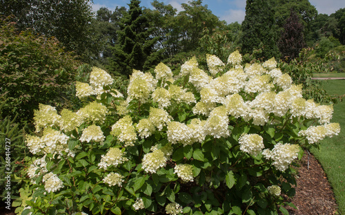 Summer Colours of the Cream Flower Heads of a Paniculate Hydrangea Shrub (Hydrangea paniculata 'Silver Dollar') in a Country Cottage Garden in Rural Devon, England, UK