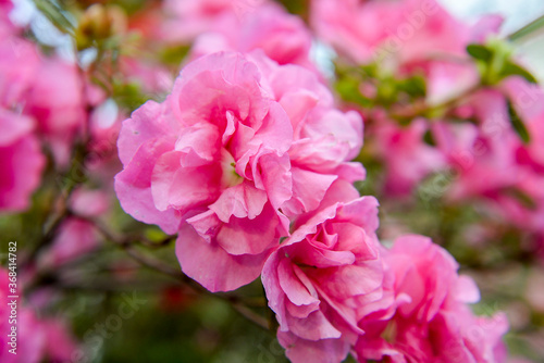 Fototapeta Naklejka Na Ścianę i Meble -  pink azalea flowerbranch