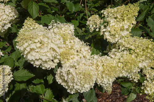 Summer Colours of the Cream Flower Heads of a Paniculate Hydrangea Shrub (Hydrangea paniculata 'Silver Dollar') in a Country Cottage Garden in Rural Devon, England, UK