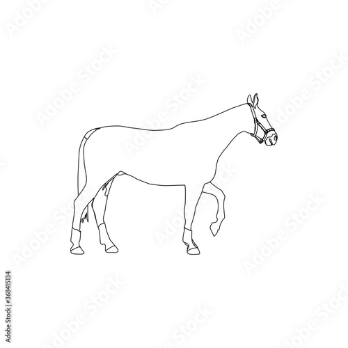 Horse vector illustration.