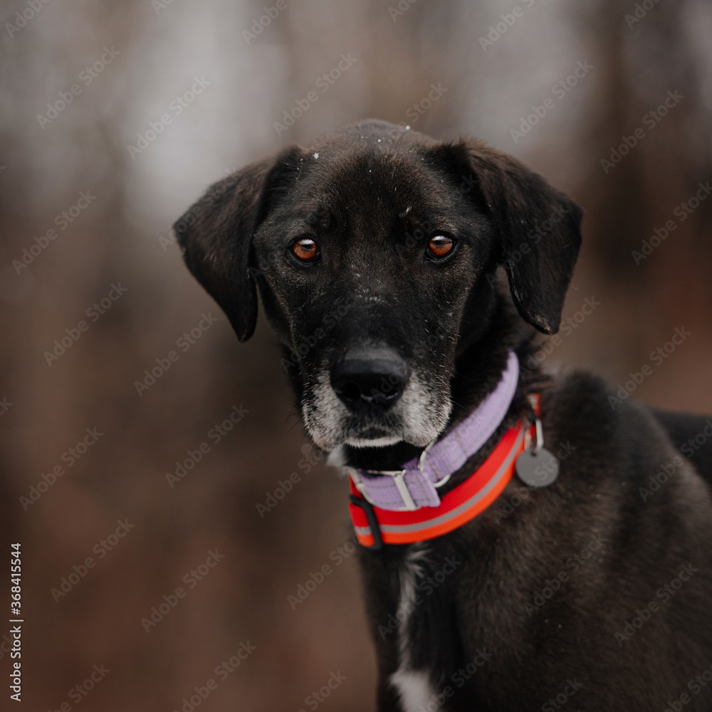 senior mixed breed dog posing outdoors in a collar