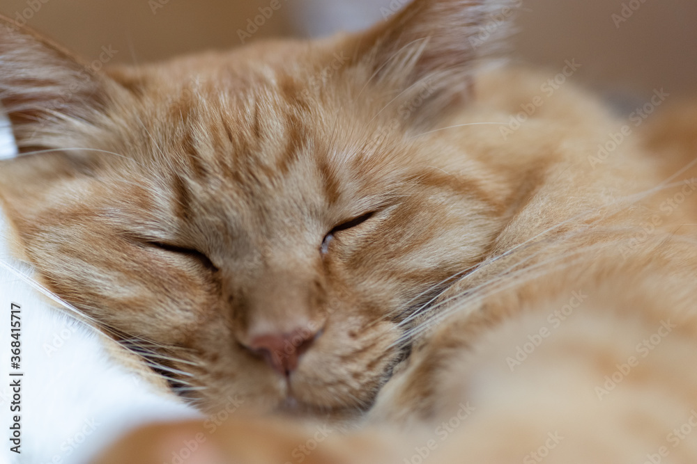 眠るネコ　　茶トラ猫