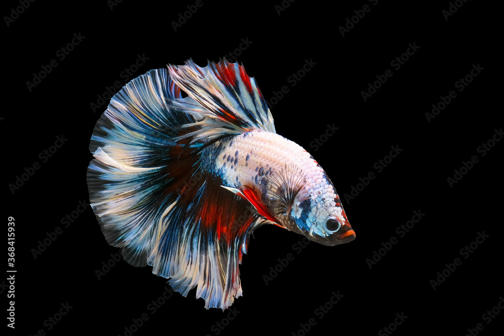 Fototapeta premium Betta fish,Siamese fighting fish,siamese fighting fish betta splendens (Halfmoon betta,Betta splendens Pla-kad ( biting fish) isolated on black background.