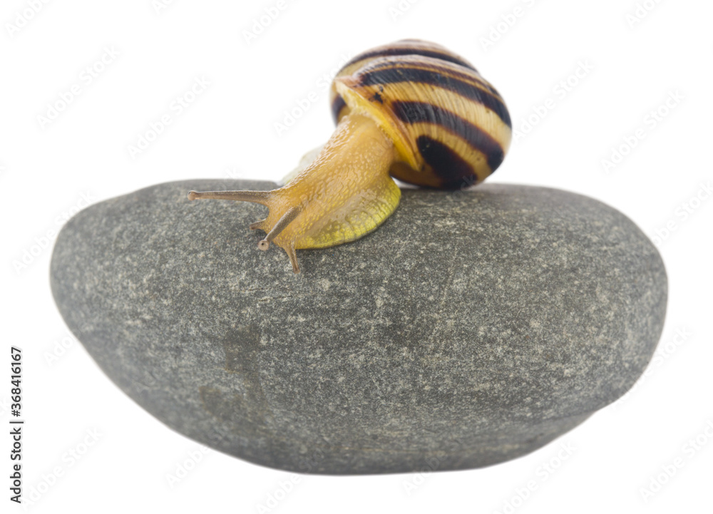 Snail on a stone isolated on a white background close-up. - obrazy, fototapety, plakaty 