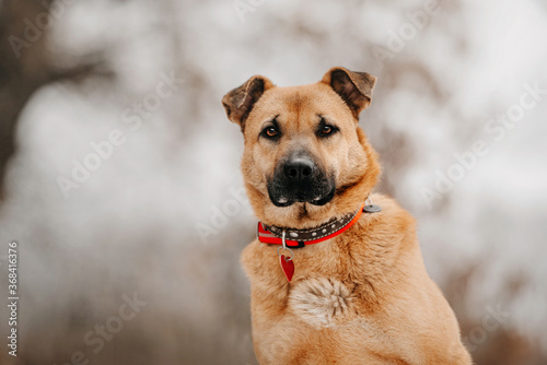 mixed breed dog portrait outdoors in a collar and id tag