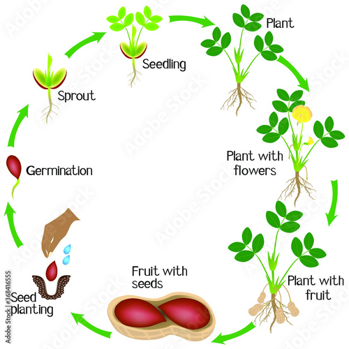 Cycle of a peanut plant growth isolated on white background.