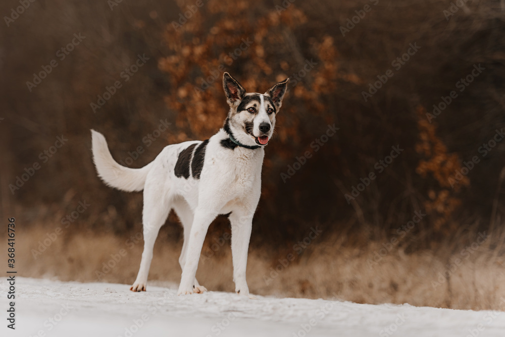 Obraz premium mixed breed dog posing outdoors in winter