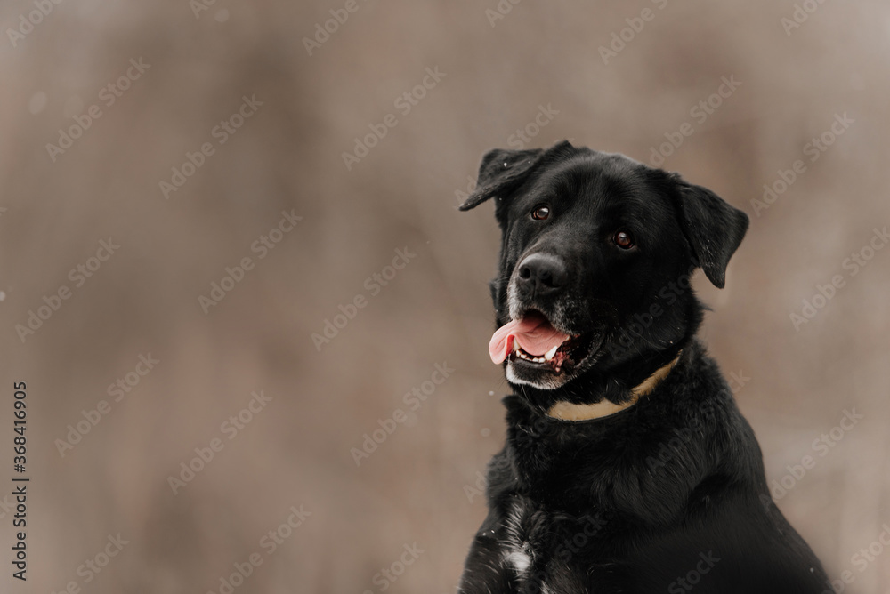 mixed breed dog portrait outdoors in a collar