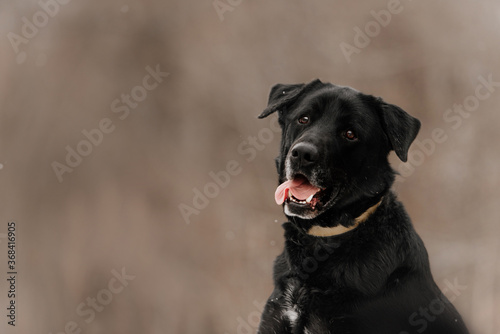mixed breed dog portrait outdoors in a collar