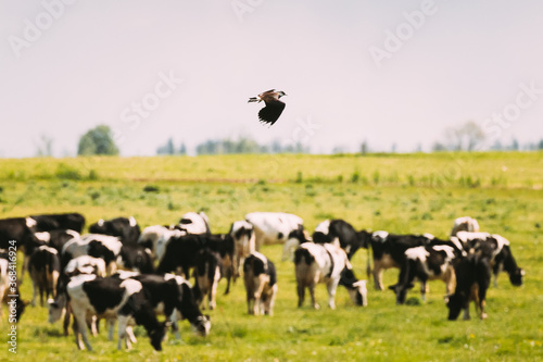 Northern Lapwing Or Peewit Flying Above Grazing Cattle In Field In Summer Day