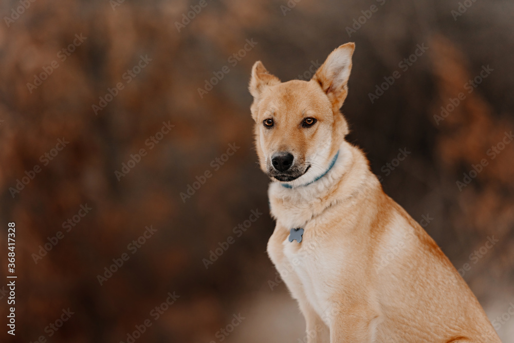 mixed breed dog portrait outdoors in a collar and id tag mixed breed dog portrait outdoors in a collar and id tag