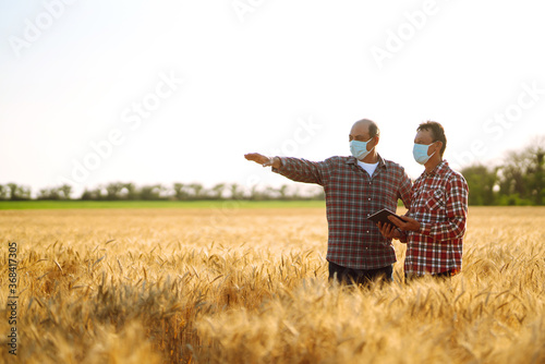Two farmers in sterile medical masks with a tablet in their hands in a wheat field during pandemic. Agro business. Harvesting. Covid-2019. © maxbelchenko