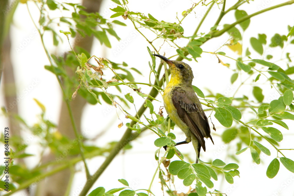 Fototapeta premium Sun bird in tree