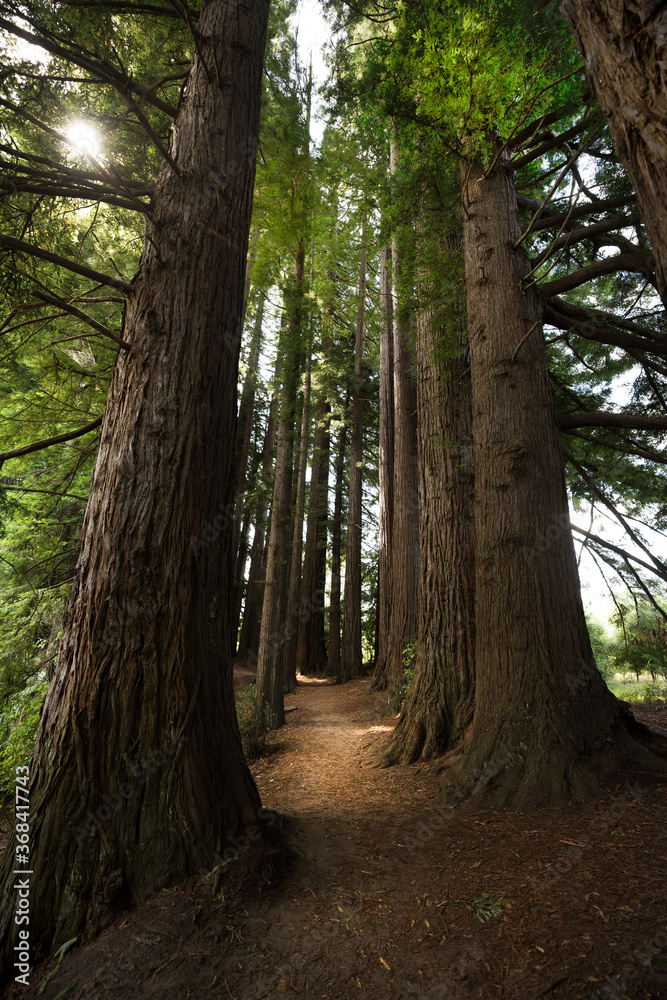 footpath in the forest