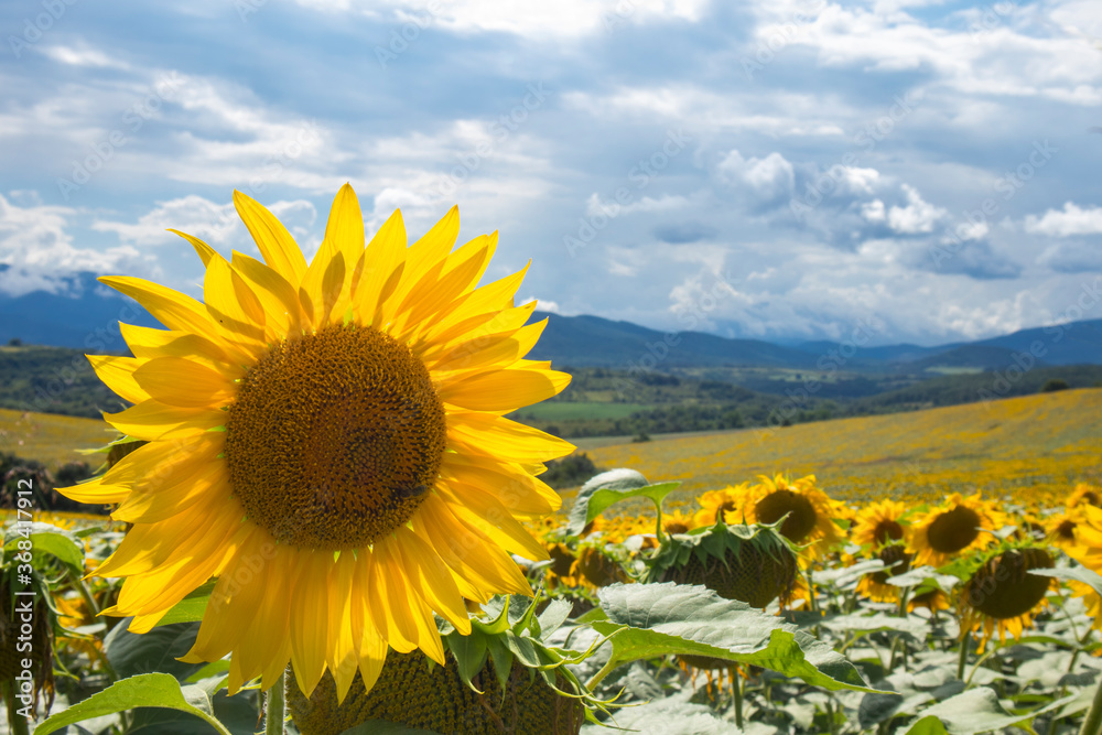 Obraz premium Growing sunflower fields. Blue field with clouds. Background