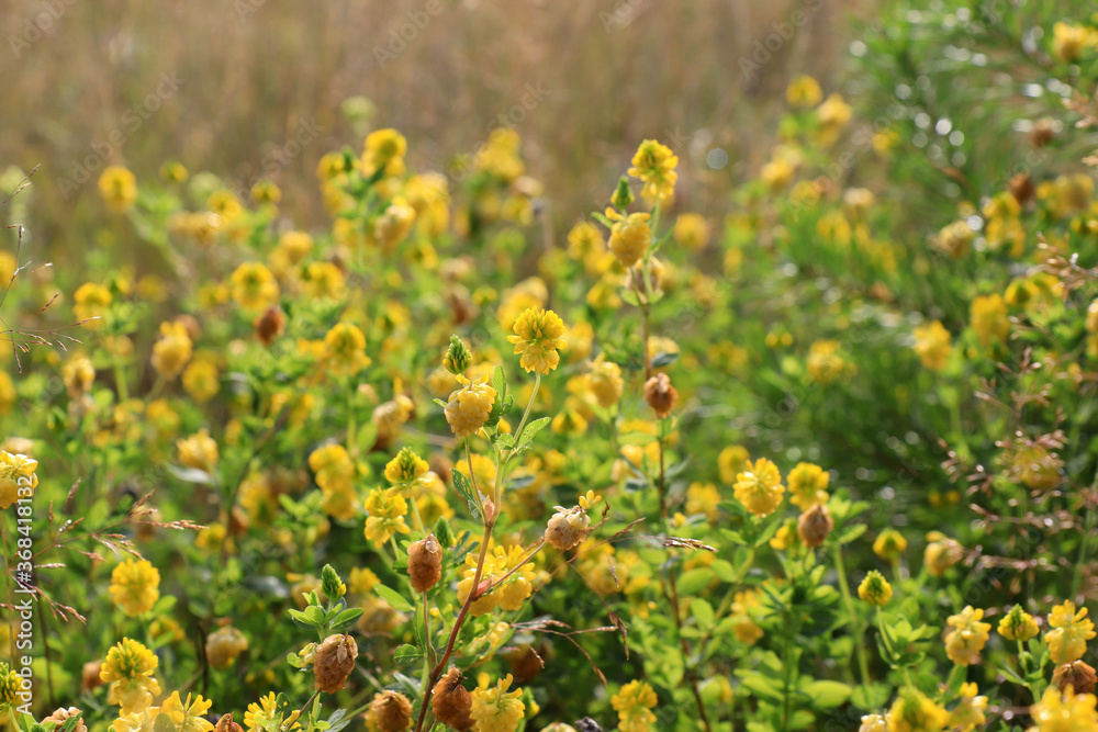 Obraz premium Yellow flowers of Trifolium aureum (large hop trefoil, golden clover) in the field