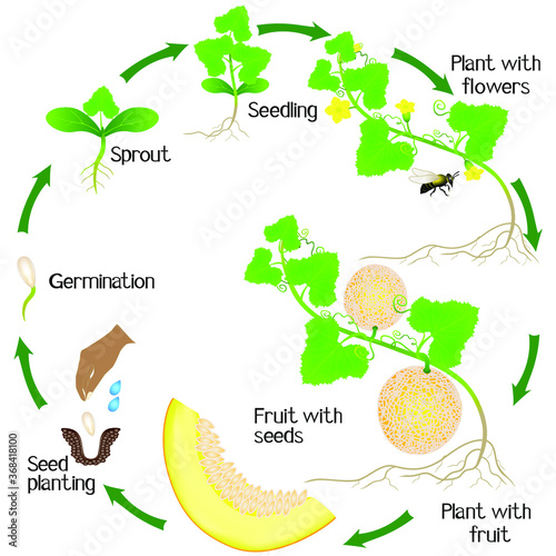 A growth cycle of a yellow melon plant on a white background.