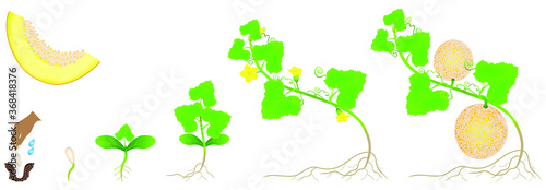 Cycle of growth of a plant of a yellow melon isolated on a white background.