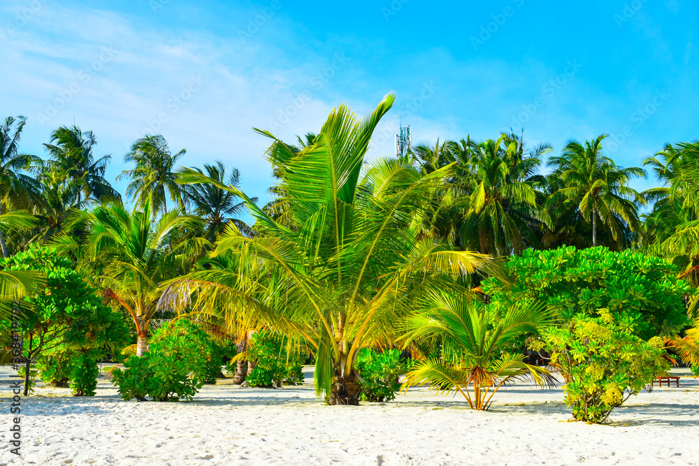Sunny beach with white sand, coconut palm trees and turquoise sea. Summer vacation and tropical beach concept. Overwater at Maldive Island resort.