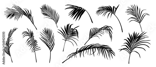 Palm Leaves vector. Shadow of Tropical coconut leaf, Summer exotic flora Isolated on White Background. Vector illustration.