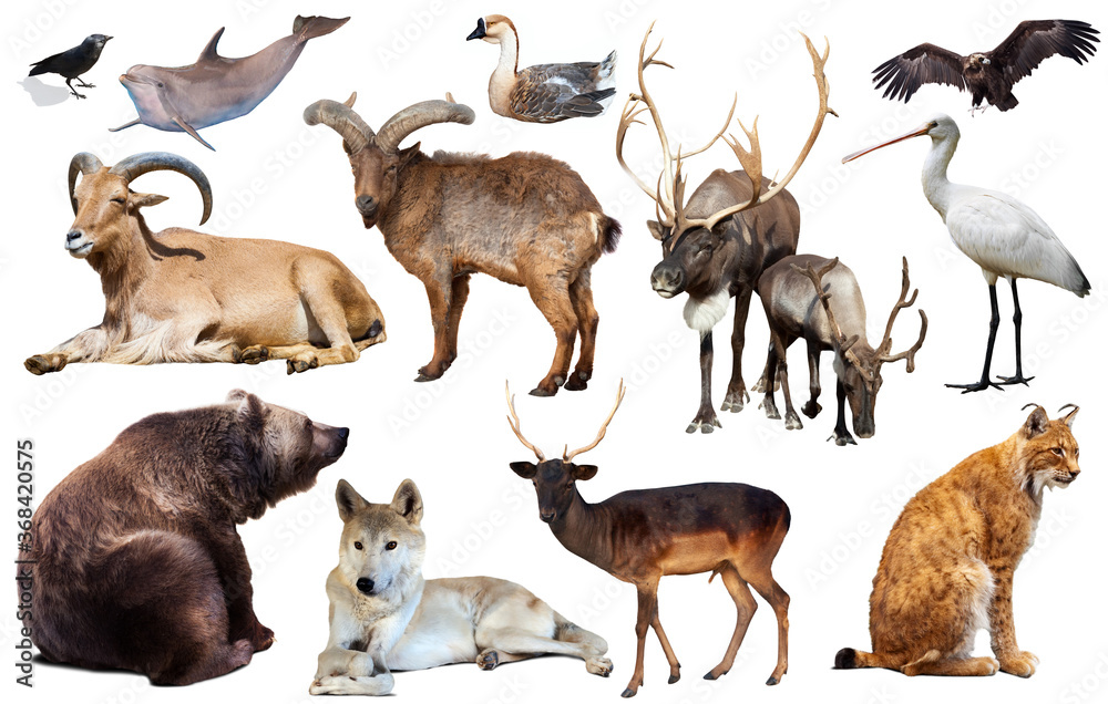 Obraz premium Set of bear and other european animals. Isolated on white background with shade. High quality photo