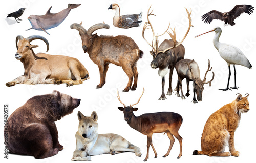 Set of bear and other european animals. Isolated on white background with shade. High quality photo