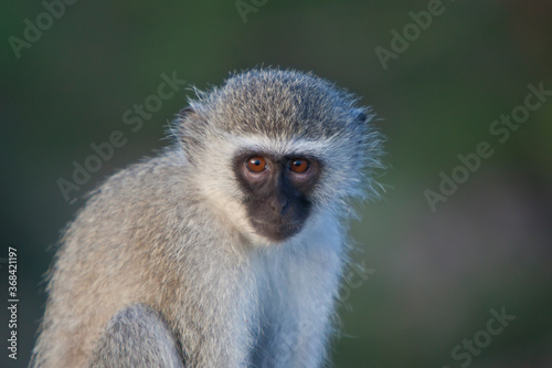 Blue monkey closeup in Kruger National Park