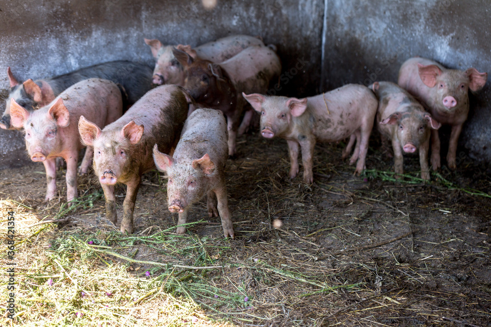 Dirty piglets grazing on a pig farm. Natural organic pig breeding. Farming. Stockbreeding. Dirty piglets grazing on a pig farm. Natural organic pig breeding. Farming. Stockbreeding.