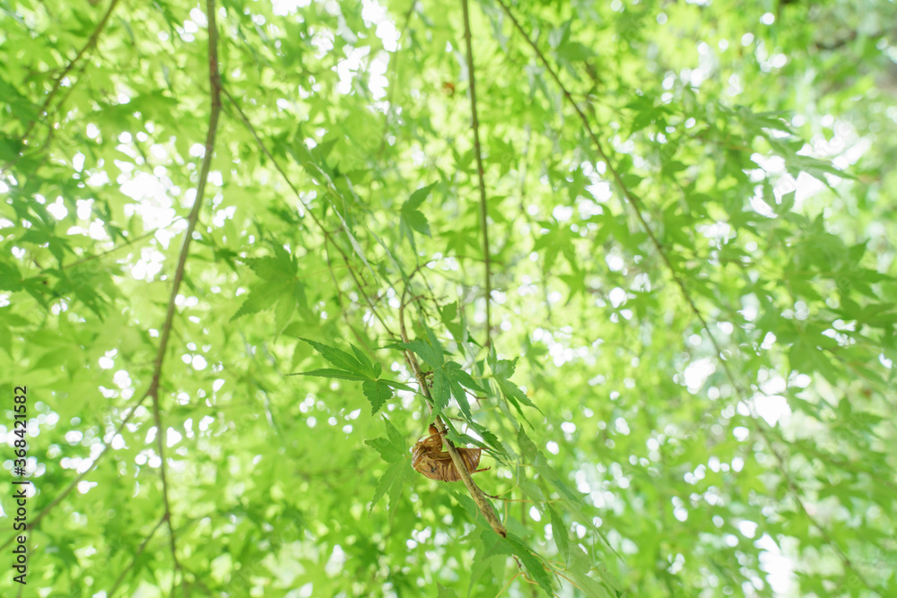青もみじとセミの抜け殻 青もみじとセミの抜け殻