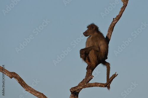 Baboon sitrting in tree