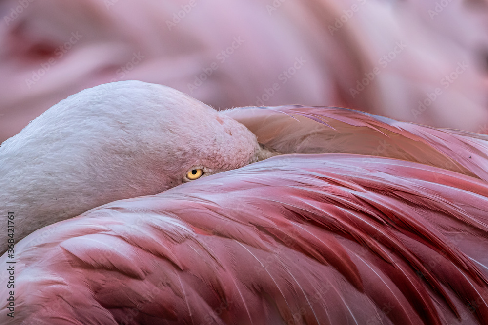 Fototapeta premium flamingo resting its head