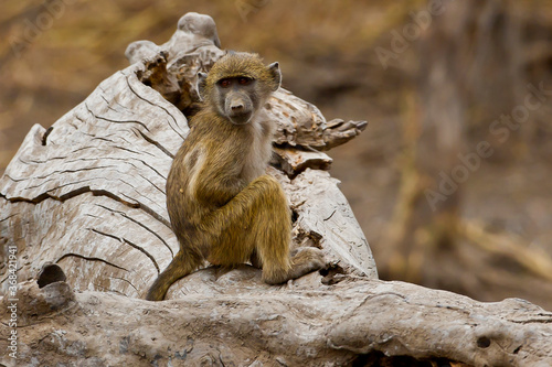 Baby baboon wild in Africa