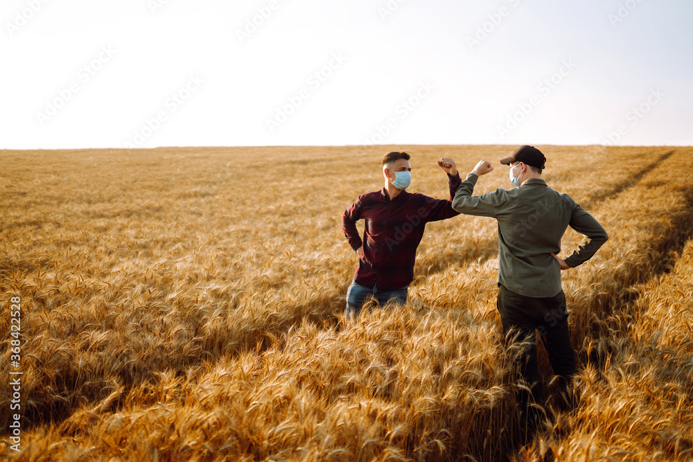 Two farmers in sterile medical masks greet their elbows on a wheat field during pandemic. Stop handshakes. Covid-2019. Two farmers in sterile medical masks greet their elbows on a wheat field during pandemic. Stop handshakes. Covid-2019.