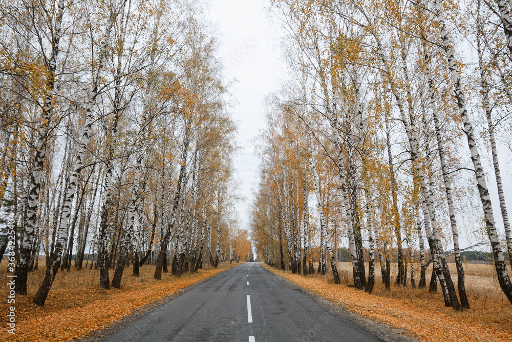 birch alley along the road in autumn birch alley along the road in autumn