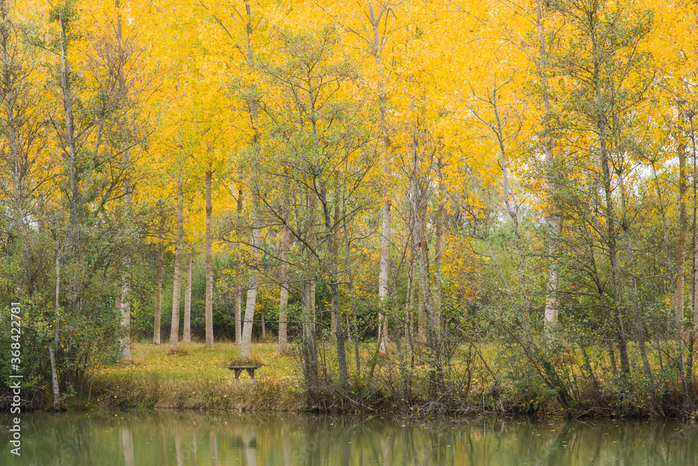forêt en automne et un lac