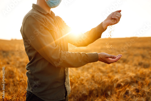 Fototapeta Naklejka Na Ścianę i Meble -  The farmer pours the grain on a wheat field at sunset. Man wearing face mask, protect from infection of virus, pandemic, outbreak and epidemic of disease on quarantine.