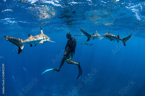 man and sharks photo