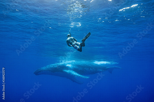 swimmer and whale