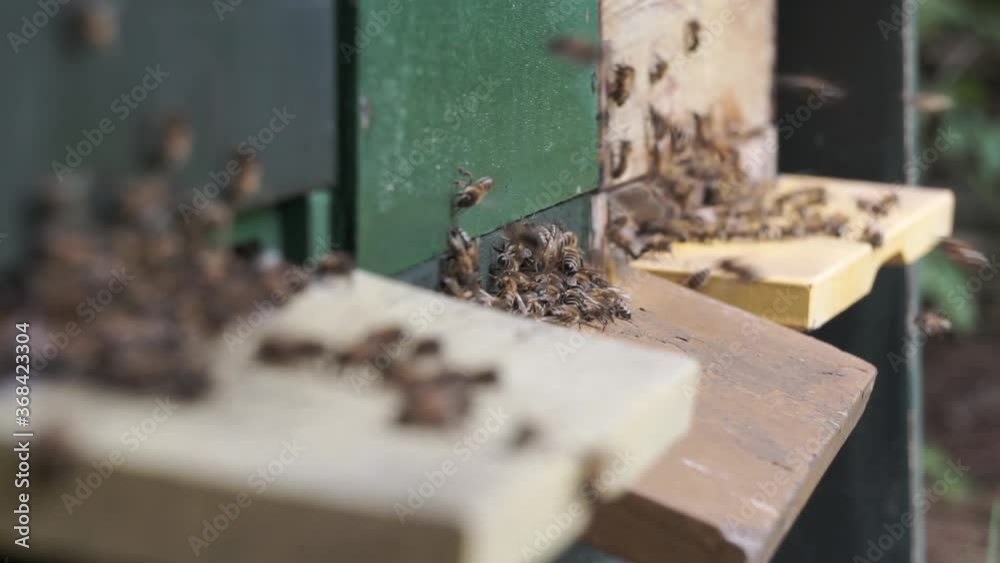 Bees bringing fresh nectar into the hive. 3 seperate beehives next to eachother. Busy moment. Blurred background Bees bringing fresh nectar into the hive. 3 seperate beehives next to eachother. Busy moment. Blurred background