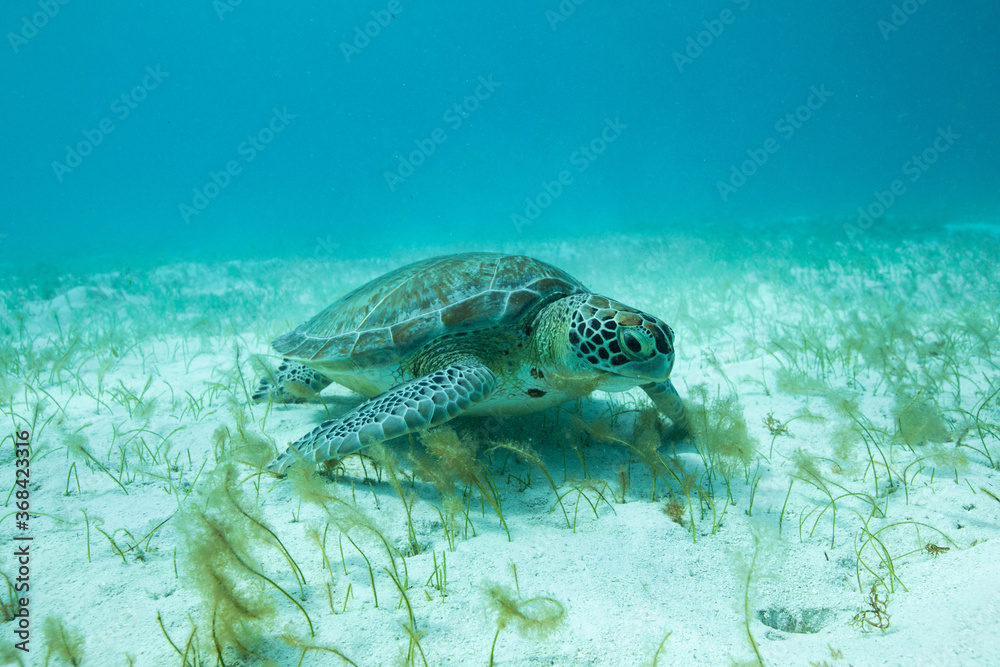 turtle in seagrass