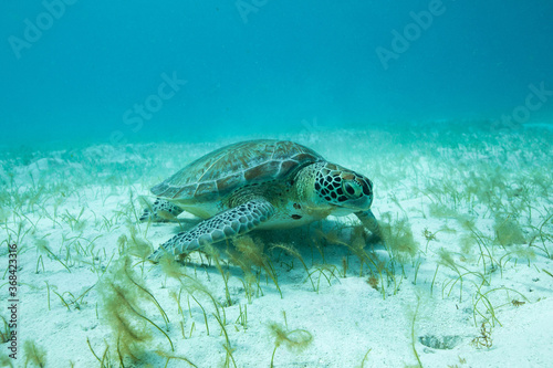 turtle in seagrass © Sabine